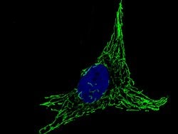 HSP60 Polyclonal Antibody, Invitrogen 100 &mu;L; Unconjugated:Antibodies,