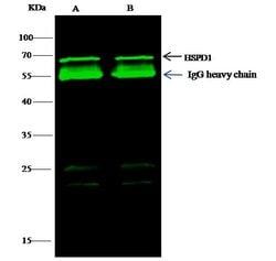 HSP60 Polyclonal Antibody, Invitrogen 100 &mu;L; Unconjugated:Antibodies,