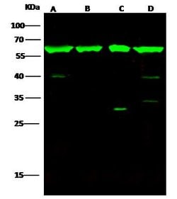 HSP60 Polyclonal Antibody, Invitrogen 100 &mu;L; Unconjugated:Antibodies,