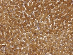 Invitrogen HYOU1 Polyclonal Antibody 100 &mu;L; Unconjugated:Antibodies,