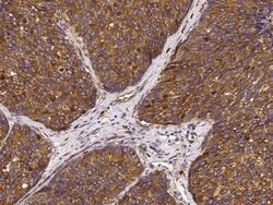 Invitrogen HYOU1 Polyclonal Antibody 100 &mu;L; Unconjugated:Antibodies,