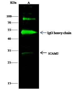 Invitrogen ICAM-2 Polyclonal Antibody 100 &mu;L; Unconjugated:Antibodies,