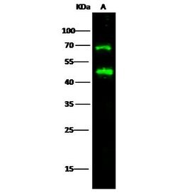 Invitrogen ICAM-2 Polyclonal Antibody 100 &mu;L; Unconjugated:Antibodies,