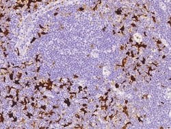 Invitrogen IDO Polyclonal Antibody 100 &mu;L; Unconjugated:Antibodies,