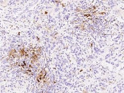 Invitrogen IDO Polyclonal Antibody 100 &mu;L; Unconjugated:Antibodies,