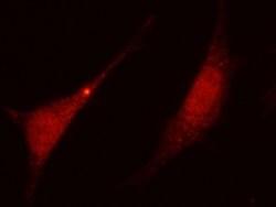 Invitrogen™ IDO Polyclonal Antibody