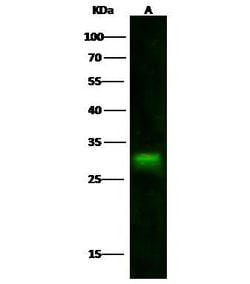 Invitrogen IFI30 Polyclonal Antibody 100 &mu;L; Unconjugated:Antibodies,