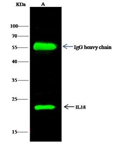 Invitrogen IL-18 Polyclonal Antibody 100 &mu;L; Unconjugated:Antibodies,