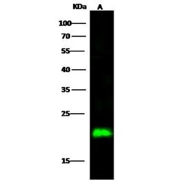 Invitrogen IL-18 Polyclonal Antibody 100 &mu;L; Unconjugated:Antibodies,