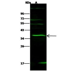 Invitrogen IL-27 p28 Polyclonal Antibody 100 &mu;L; Unconjugated:Antibodies,