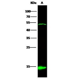 Invitrogen IL-32 Polyclonal Antibody 100 &mu;L | Buy Online | Invitrogen&trade; | Fisher Scientific