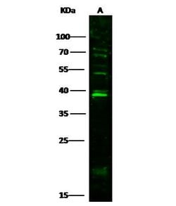 Invitrogen IL-33 Polyclonal Antibody 100 &mu;L; Unconjugated:Antibodies,
