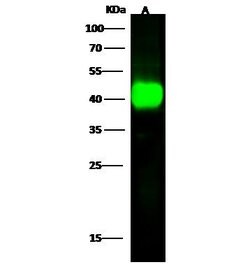 Invitrogen ILKAP Polyclonal Antibody 100 &mu;L; Unconjugated:Antibodies,