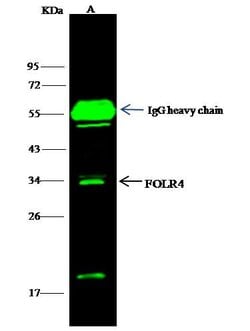Invitrogen FOLR4 Polyclonal Antibody 100 &mu;L; Unconjugated:Antibodies,