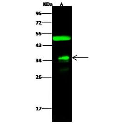 Invitrogen FOLR4 Polyclonal Antibody 100 &mu;L; Unconjugated:Antibodies,