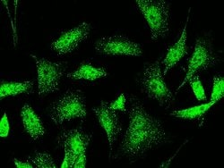 Invitrogen PHF17 Polyclonal Antibody 100 &mu;L; Unconjugated:Antibodies,