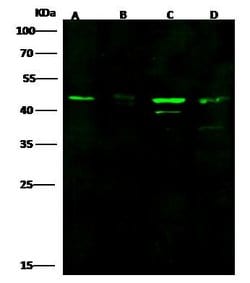 Invitrogen KAZALD1 Polyclonal Antibody 100 &mu;L; Unconjugated:Antibodies,
