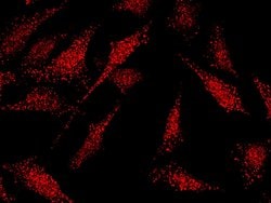 Invitrogen KLF5 Polyclonal Antibody 100 &mu;L; Unconjugated:Antibodies,