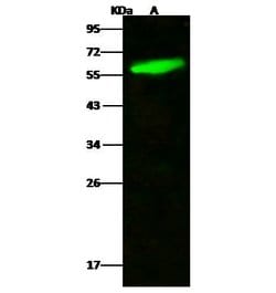 Invitrogen Kallikrein 1 Polyclonal Antibody 100 &mu;L; Unconjugated:Antibodies,