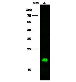 Invitrogen LCN1 Polyclonal Antibody 100 &mu;L; Unconjugated:Antibodies,