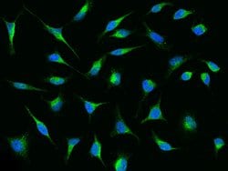 Invitrogen RAP Polyclonal Antibody 100 &mu;L; Unconjugated:Antibodies,