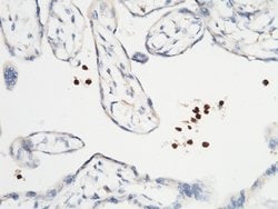 Invitrogen Lactoferrin Polyclonal Antibody 100 &mu;L; Unconjugated:Antibodies,