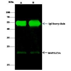 Invitrogen LC3A Polyclonal Antibody 100 μL; Unconjugated:Antibodies,