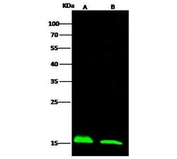 Invitrogen LC3A Polyclonal Antibody 100 μL; Unconjugated:Antibodies,