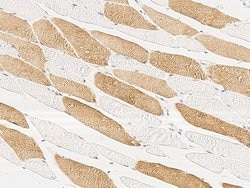 Invitrogen MAP2K4 Polyclonal Antibody 100 &mu;L; Unconjugated:Antibodies,