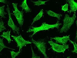 Invitrogen ERK1 Polyclonal Antibody 100 &mu;L; Unconjugated:Antibodies,