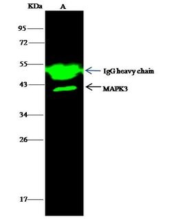 Invitrogen ERK1 Polyclonal Antibody 100 &mu;L; Unconjugated:Antibodies,