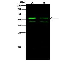 Invitrogen ERK1 Polyclonal Antibody 100 &mu;L; Unconjugated:Antibodies,