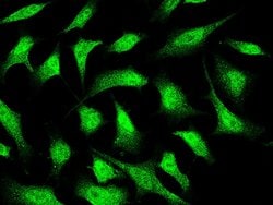 Invitrogen JNK1 Polyclonal Antibody 100 &mu;L; Unconjugated:Antibodies,