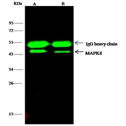 Invitrogen JNK1 Polyclonal Antibody 100 &mu;L; Unconjugated:Antibodies,