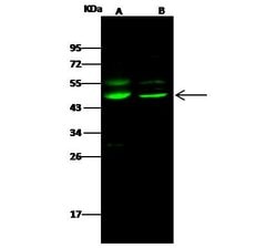 Invitrogen JNK1 Polyclonal Antibody 100 &mu;L; Unconjugated:Antibodies,