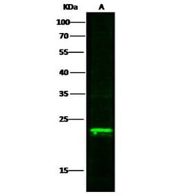 Invitrogen MAX Polyclonal Antibody 100 &mu;L | Buy Online | Invitrogen&trade; | Fisher Scientific