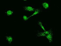 Invitrogen MBD3L1 Polyclonal Antibody 100 &mu;L; Unconjugated:Antibodies,