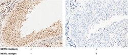 Invitrogen METTL1 Polyclonal Antibody 100 &mu;L; Unconjugated:Antibodies,