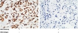 Invitrogen MICA Polyclonal Antibody 100 &mu;L; Unconjugated:Antibodies,