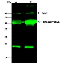 Invitrogen MRE11 Polyclonal Antibody 100 &mu;L; Unconjugated:Antibodies,