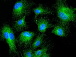 Invitrogen MRPL44 Polyclonal Antibody 100 &mu;L; Unconjugated:Antibodies,