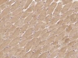 Invitrogen MRPL44 Polyclonal Antibody 100 &mu;L; Unconjugated:Antibodies,