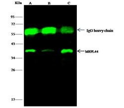 Invitrogen MRPL44 Polyclonal Antibody 100 &mu;L; Unconjugated:Antibodies,