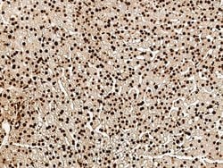 Invitrogen MRTO4 Polyclonal Antibody 100 &mu;L; Unconjugated:Antibodies,