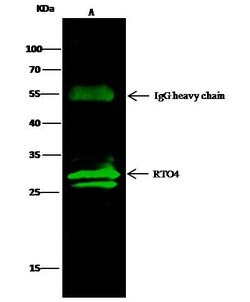 Invitrogen MRTO4 Polyclonal Antibody 100 &mu;L; Unconjugated:Antibodies,