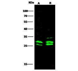 Invitrogen MRTO4 Polyclonal Antibody 100 &mu;L; Unconjugated:Antibodies,