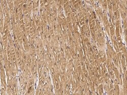 Invitrogen MS4A3 Polyclonal Antibody 100 &mu;L; Unconjugated:Antibodies,
