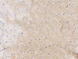 Invitrogen MS4A3 Polyclonal Antibody 100 &mu;L; Unconjugated:Antibodies,