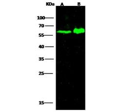 Invitrogen CD204 Polyclonal Antibody 100 &mu;L | Buy Online | Invitrogen&trade; | Fisher Scientific