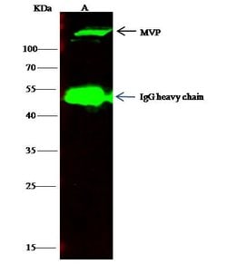 Invitrogen MVP Polyclonal Antibody 100 &mu;L; Unconjugated:Antibodies,